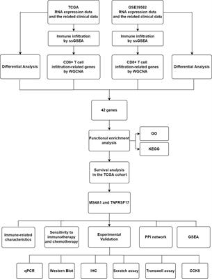 CD8+ T cell-associated genes MS4A1 and TNFRSF17 are prognostic markers and inhibit the progression of colon cancer